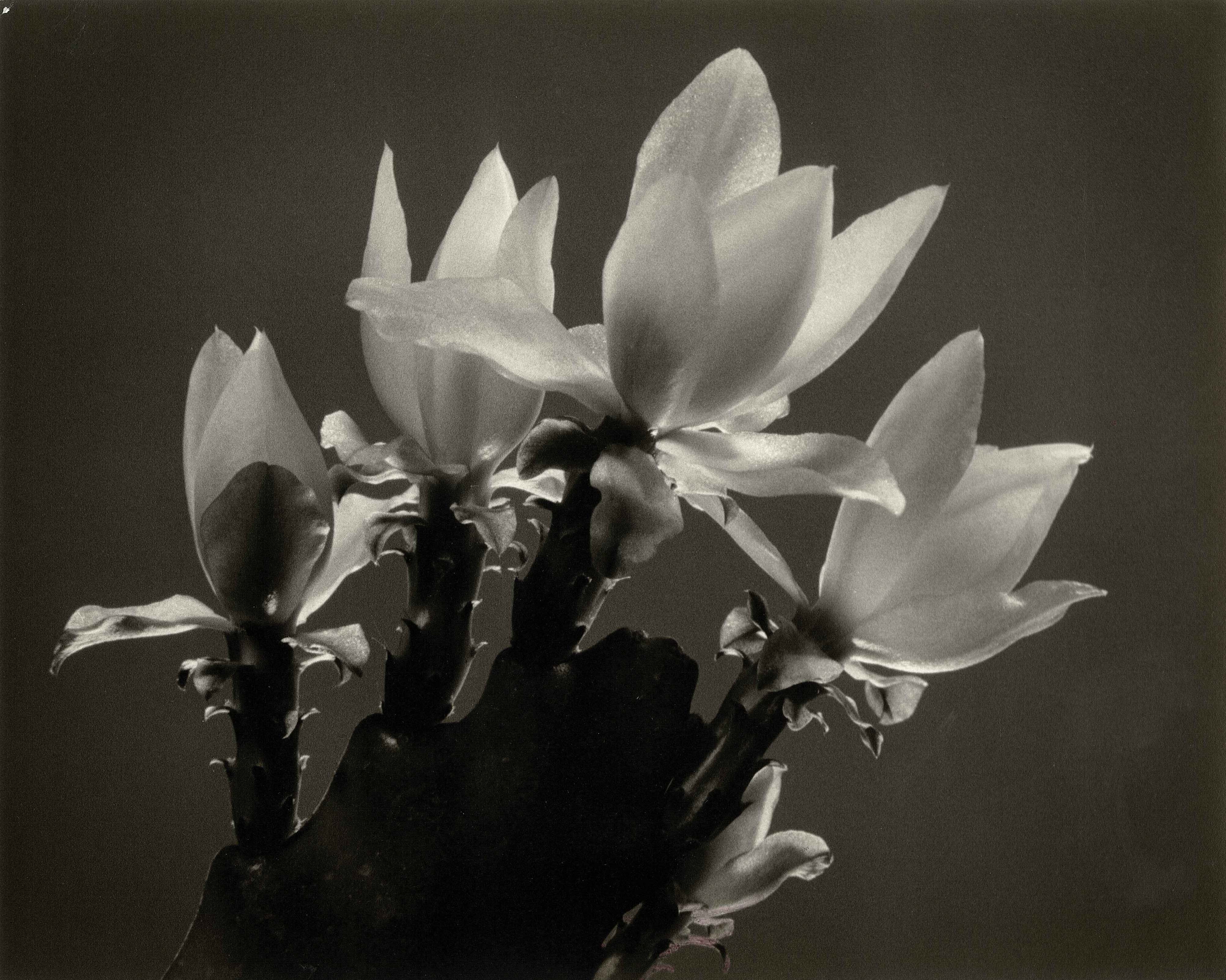 Cactus Blossoms.jpg 1489.9K