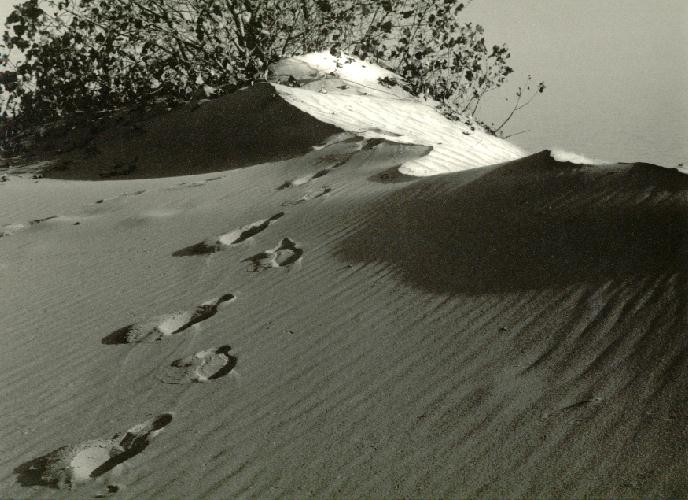 Dune Trail.jpg 71.6K