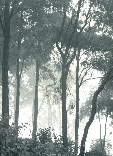 Enchanted Forest.jpg 64.3K