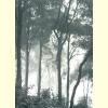 Enchanted Forest.jpg 64.3K