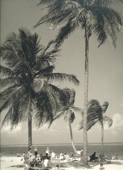 Florida Beach.jpg 78.5K