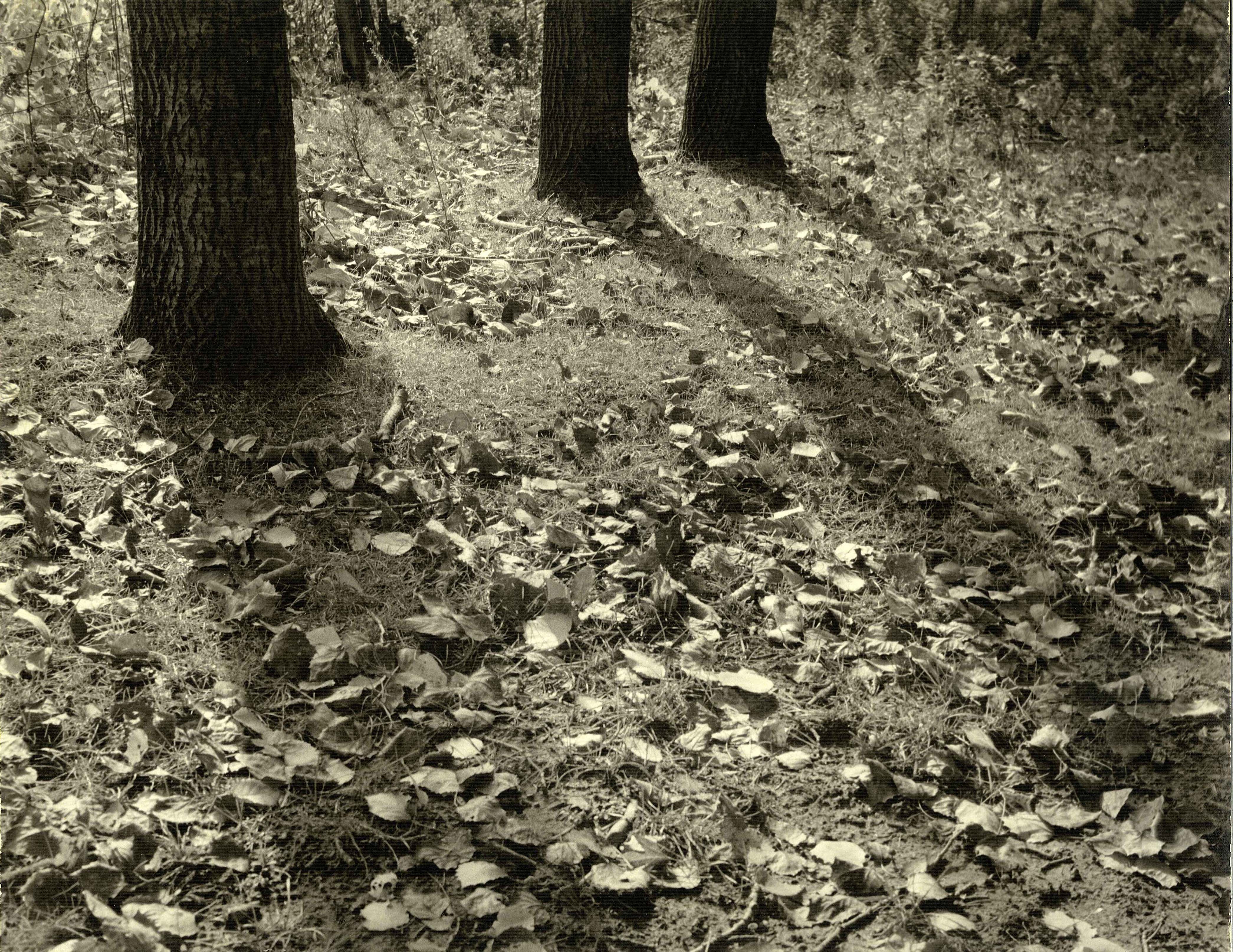 Late Afternoon Autumn.jpg 1915.0K