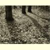 Late Afternoon Autumn.jpg 1915.0K
