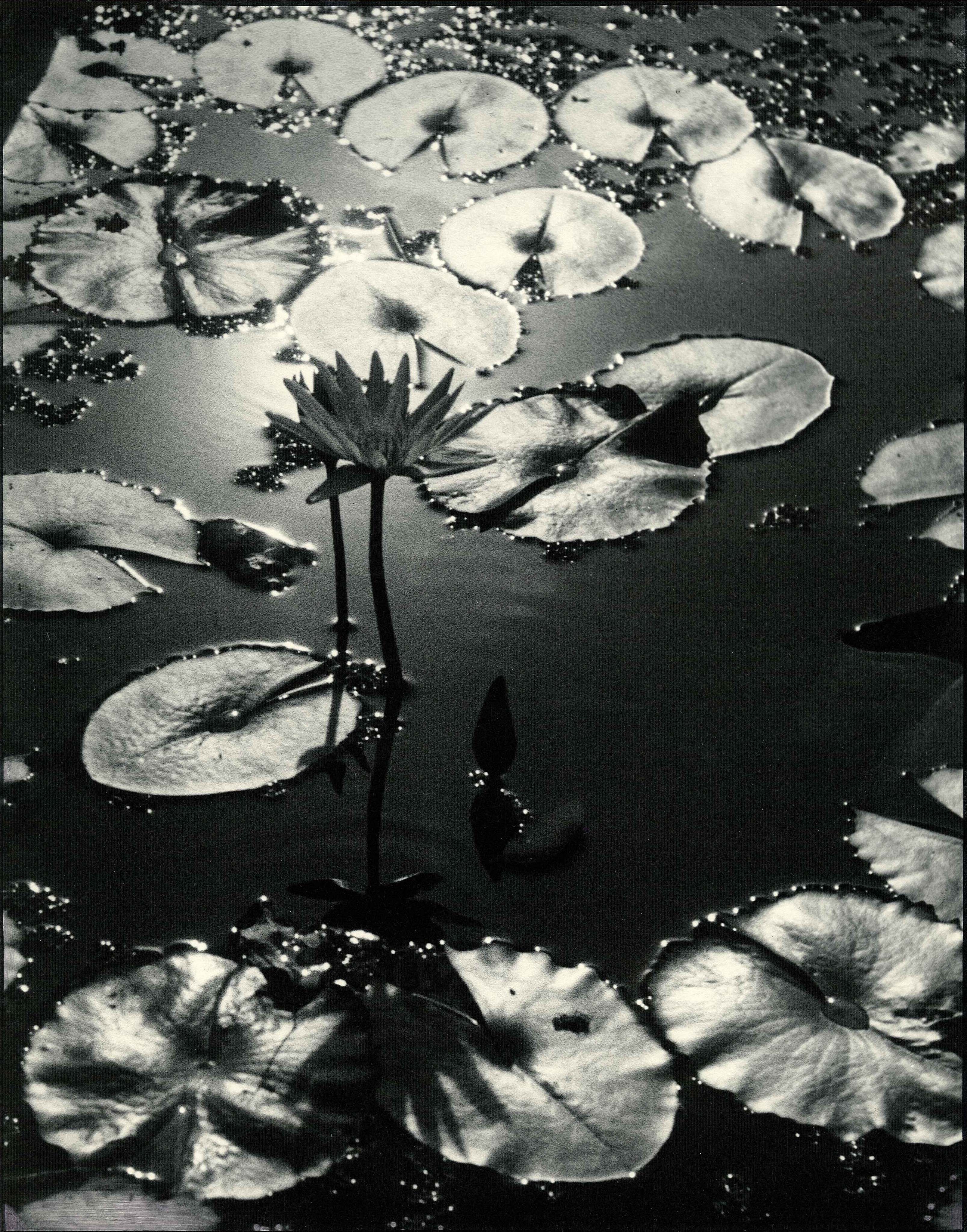 Lilies and Pearls.jpg 1826.4K