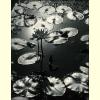 Lilies and Pearls.jpg 1826.4K