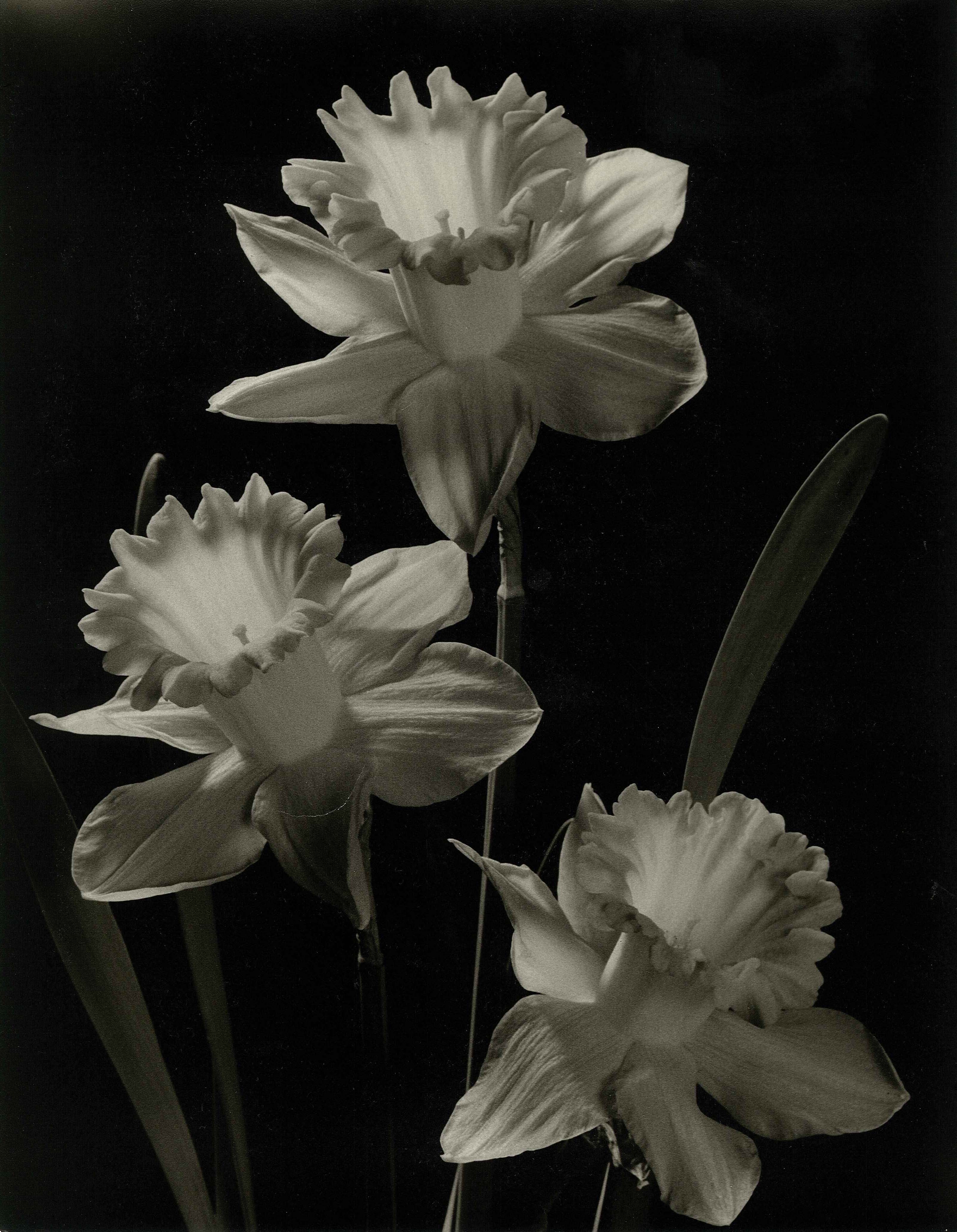 Lilies.jpg 1062.8K