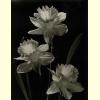 Lilies.jpg 1062.8K