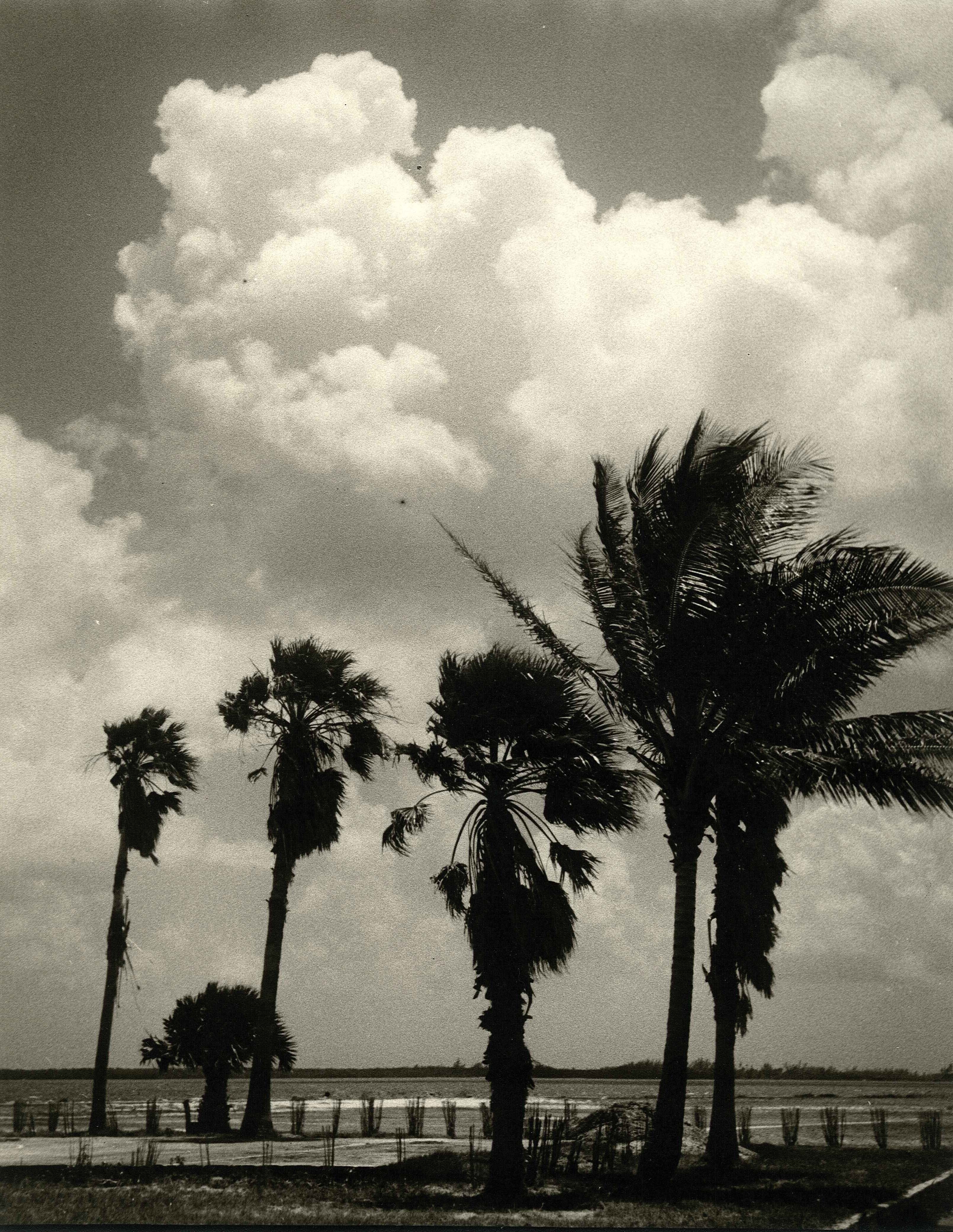 Palms.jpg 1727.9K