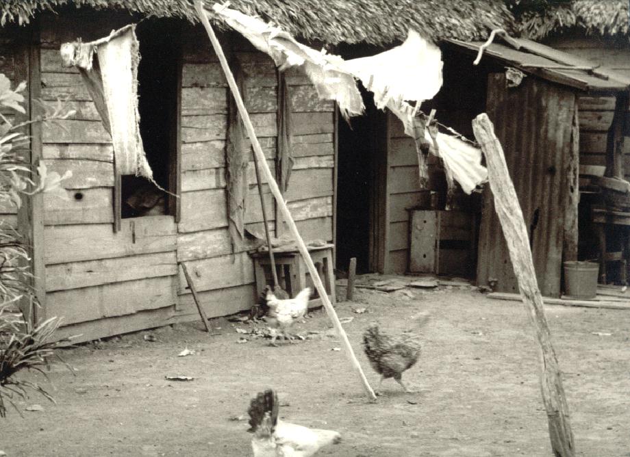Pollos.jpg 121.1K