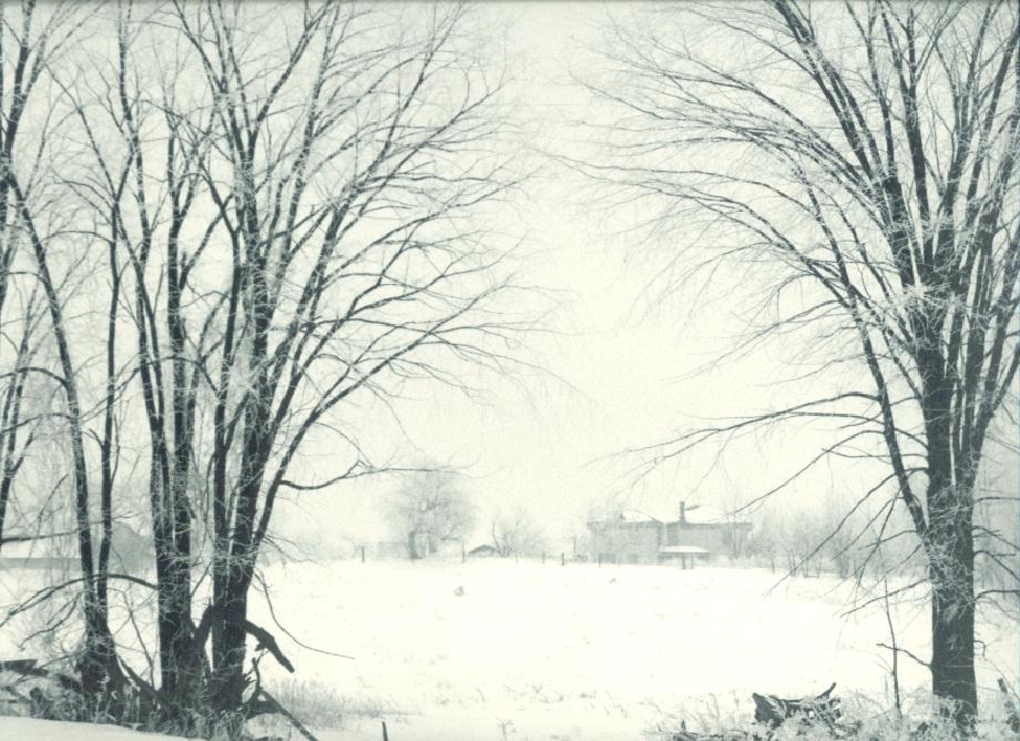 Trees in Winter.jpg 121.8K
