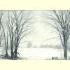 Trees in Winter.jpg 121.8K