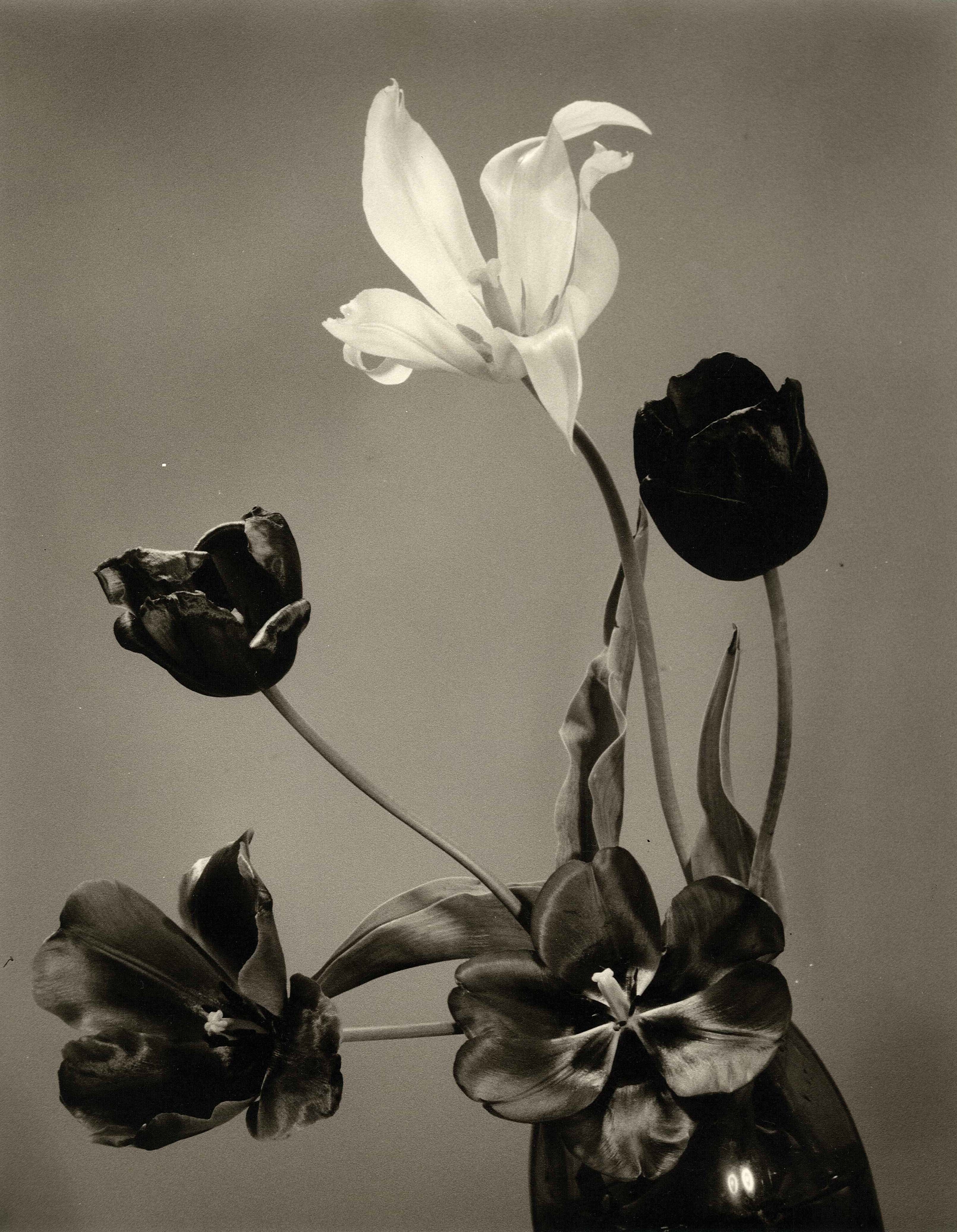 Tulips.jpg 1395.3K