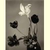 Tulips.jpg 1395.3K