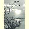 Winter Sunset.jpg 55.7K